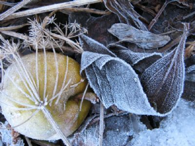 Frozen apple.